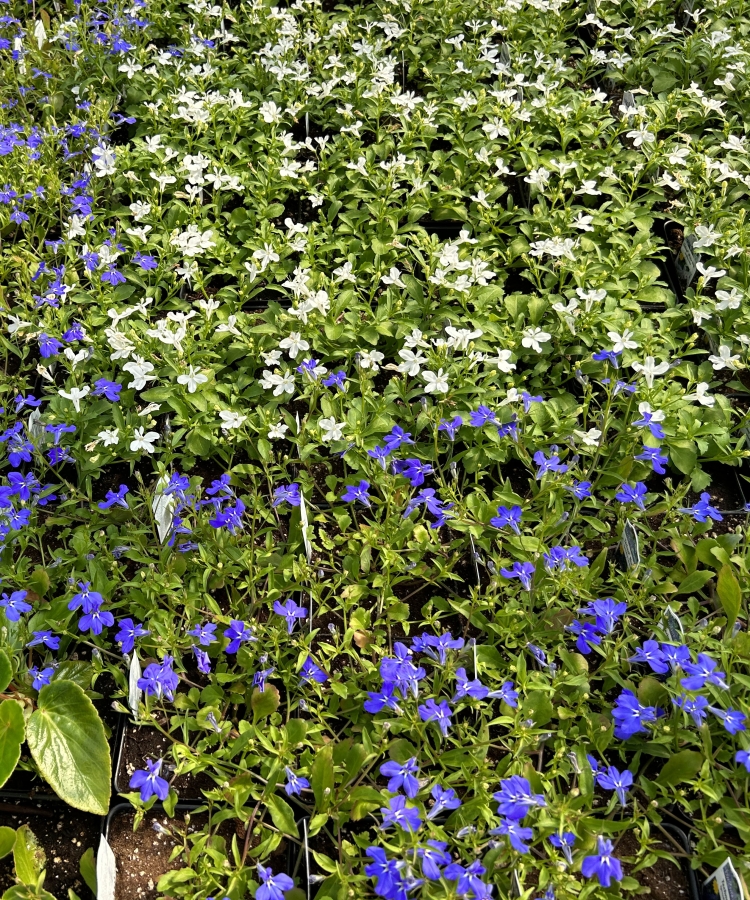 blue and white flowers in the spring nursery