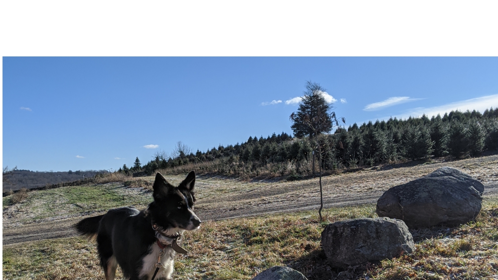Dog on leash at tree season