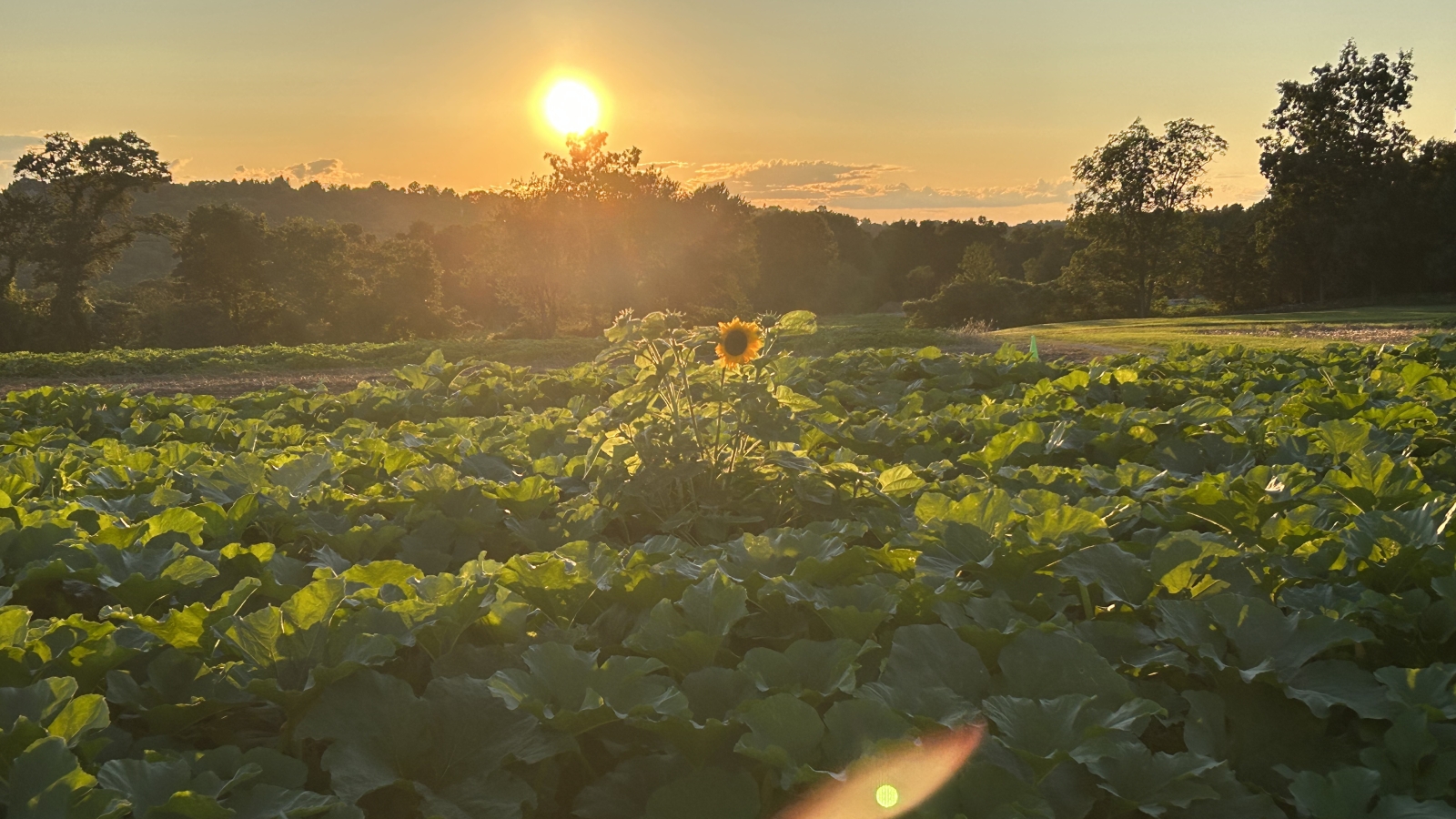 fall pumpkins in the field at sunset