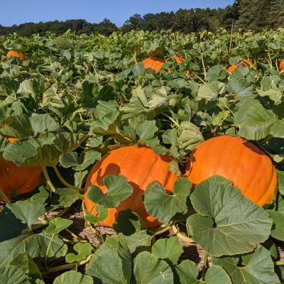 Fall Pumpkins in the field