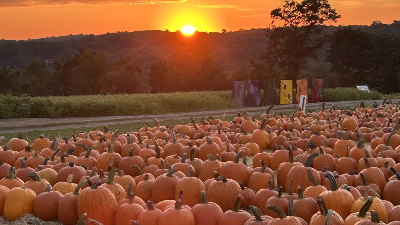Sunset over the field of pumpkins