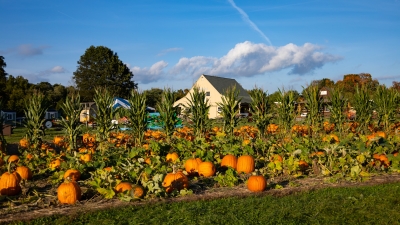 pumpkin field