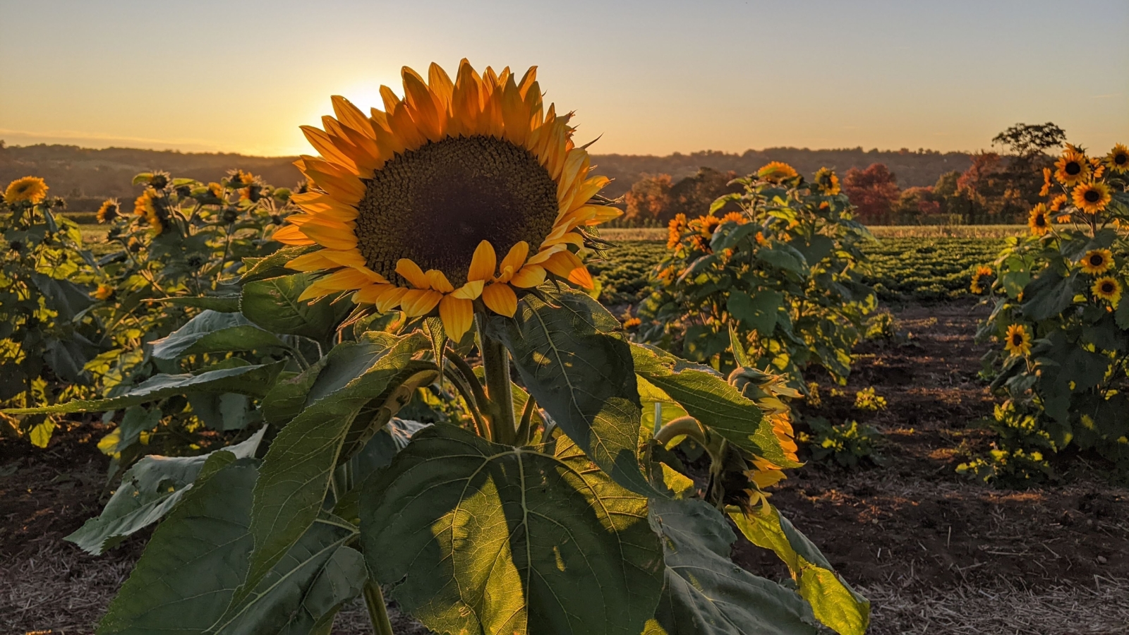 Sunflowers at sunset at Pumpkinseed Hill