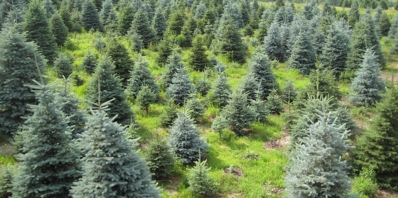 Tree Field in the spring